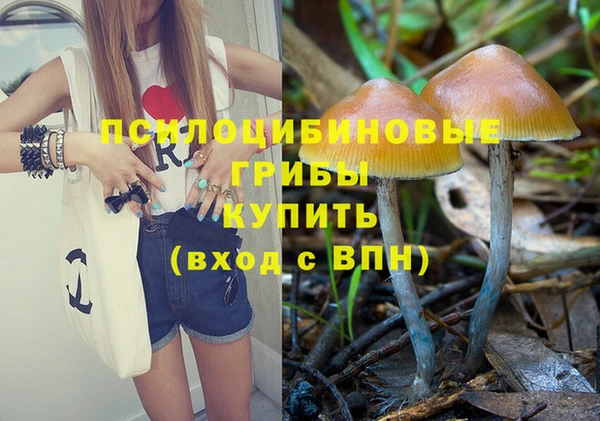 стаф Аркадак